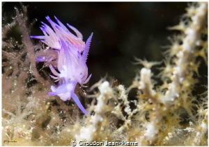 Flabellina affinis by Giroudon Jean-Pierre 